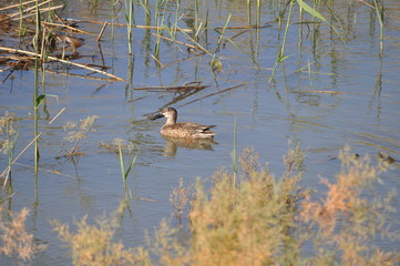 The beautiful bird northern shoveler (Spatula clypeata) in the natural environment