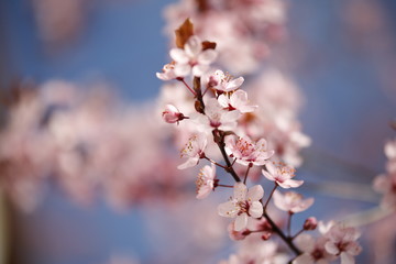 Kirschblüten