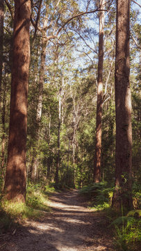 Forest path © sto0ka