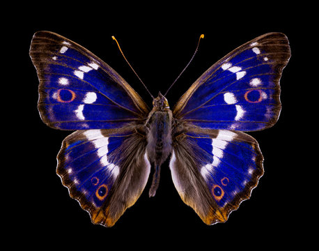 butterfly Apatura iris on isolated on black background