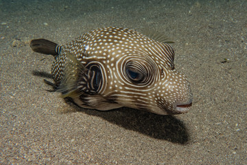 Fish swim in the Red Sea, colorful fish, Eilat Israel © yeshaya