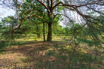 Behringer Heide in der L&uuml;neburger Heide