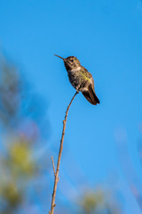 Adorable Rufous Hummingbird perched on the tip of high branch with blue sky in background.