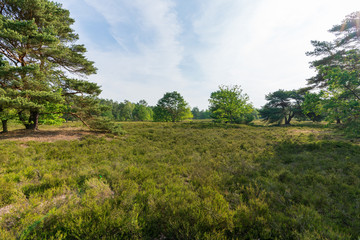 Fototapeta na wymiar Behringer Heide in der Lüneburger Heide