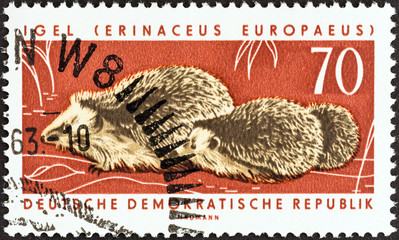 West European hedgehogs (German Democratic Republic 1963)