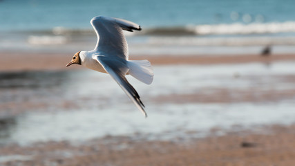 Black capped Seagull flying over beach.