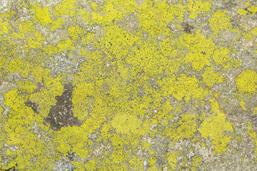 Texture of stone lichen, background