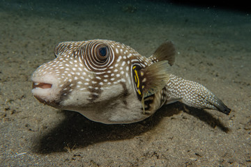Fish swim in the Red Sea, colorful fish, Eilat Israel © yeshaya