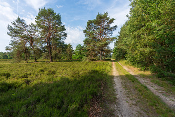 Fototapeta na wymiar Forstweg in der Lüneburger Heide