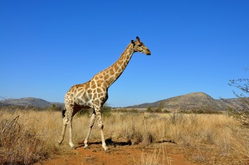 Giraffe