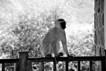 Affe