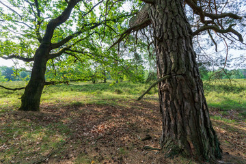 Fototapeta premium Markante Bäume in der Lüneburger Heide