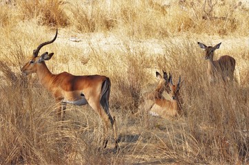 Impala