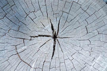 Obraz premium The gray wood or timber background or texture of cutted away or sawn old rotten tree