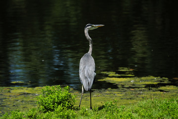 Grey heron and pond - Stockphoto