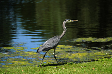 Grey heron and pond - Stockphoto