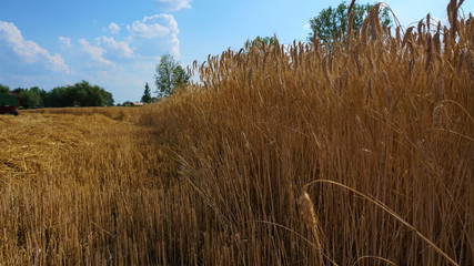 Fototapeta premium Half mowed field of tritical in calm and peaceful country in centre Europe