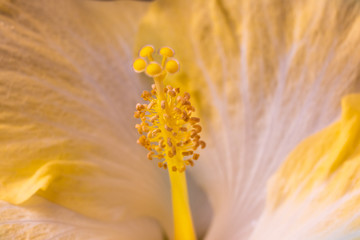 Closeup of yellow flower