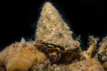 Bristled Hermit Crab in the Red Sea Colorful and beautiful, Eilat Israel
