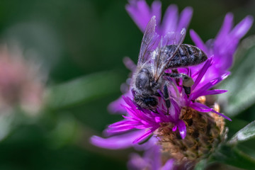 Bee on a flower