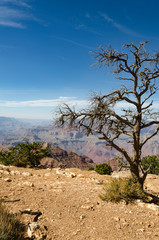 Fototapeta na wymiar Dead Desert Tree at Grand Canyon