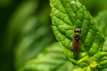 Käfer auf grünem Blatt