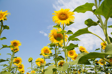 .scenic sunflower field, beautiful landscape