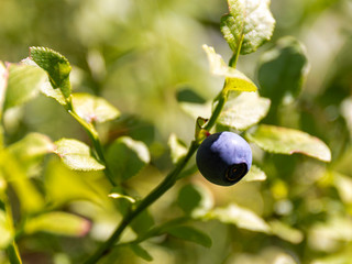 Close-Up  reifer Blaubeeren im Wald