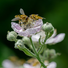 Hoverflies (Epistrophe grossulariae) collecting nectar pollen from bramble blackberry flower