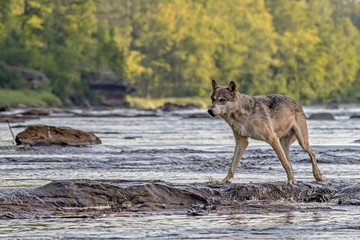 Grey Wolf walking across Rocks in a Flowing River