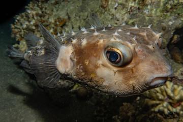 Fish swim in the Red Sea, colorful fish, Eilat Israel © yeshaya