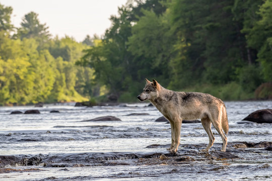 Grey Wolf walking across Rocks in a Flowing River