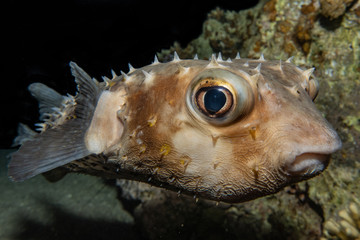 Moray eel Mooray lycodontis undulatus in the Red Sea, eilat israel © yeshaya