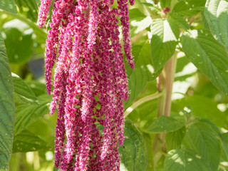 Amaranthus caudatus | Amarante queue-de-renard
