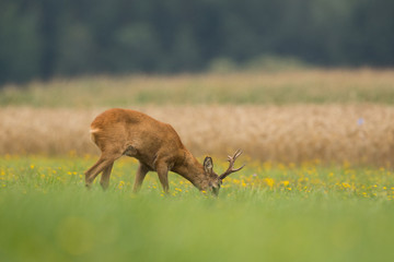 Roebuck - buck (Capreolus capreolus) Roe deer - goat © szczepank