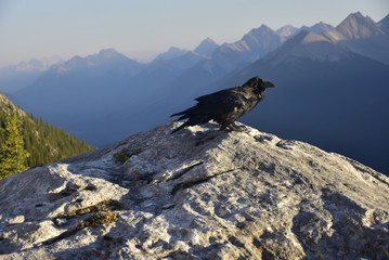 Raven on the top of the peak around Banff Gondola in the Rocky Mountains, Banff National Park, Alberta, Canada.