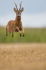 Roebuck - buck (Capreolus capreolus) Roe deer - goat © szczepank