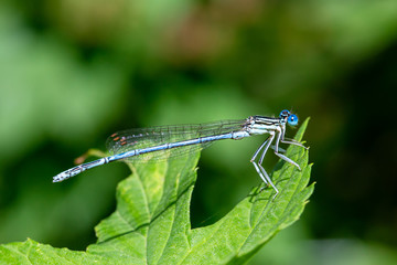 Blue dragonfly on leaf closeup. Azure Damselfly (Coenagrion puella)