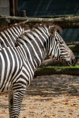 Fototapeta na wymiar zebra in an zoo in Lignano, parco zoo punta verde