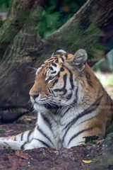 Naklejka premium Tiger in an zoo in Lignano, parco zoo punta verde