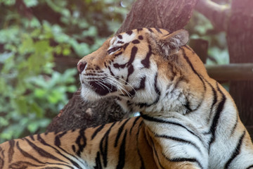Tiger in an zoo in Lignano, parco zoo punta verde