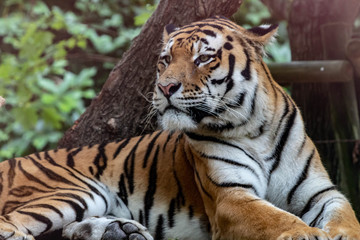 Naklejka na ściany i meble Tiger in an zoo in Lignano, parco zoo punta verde