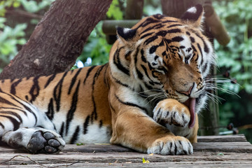 Tiger in an zoo in Lignano, parco zoo punta verde