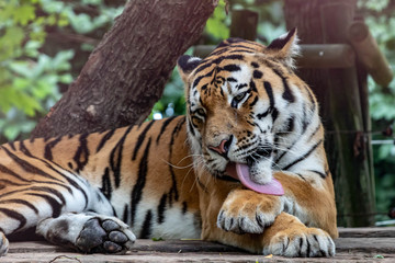 Fototapeta na wymiar Tiger in an zoo in Lignano, parco zoo punta verde