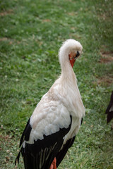 stork in an zoo in Lignano, parco zoo punta verde