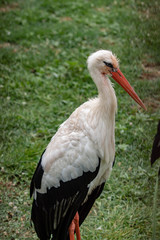 stork in an zoo in Lignano, parco zoo punta verde