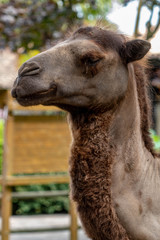 Obraz premium camel in an zoo in Lignano, parco zoo punta verde