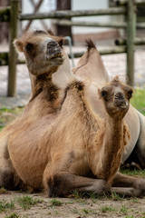 camel in an zoo in Lignano, parco zoo punta verde