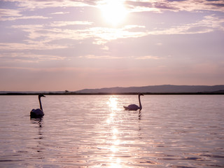 View on the swans swimming on the lake