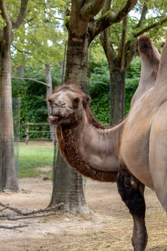camel in an zoo in Lignano, parco zoo punta verde